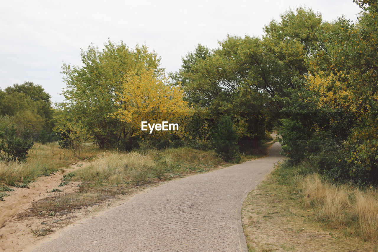 Empty road amidst trees during autumn