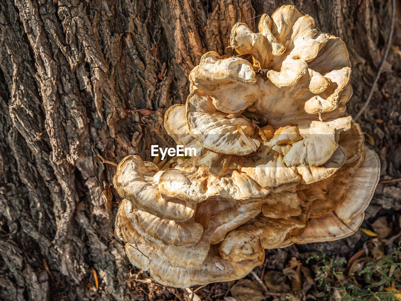 CLOSE-UP OF TREE TRUNK WITH BARK