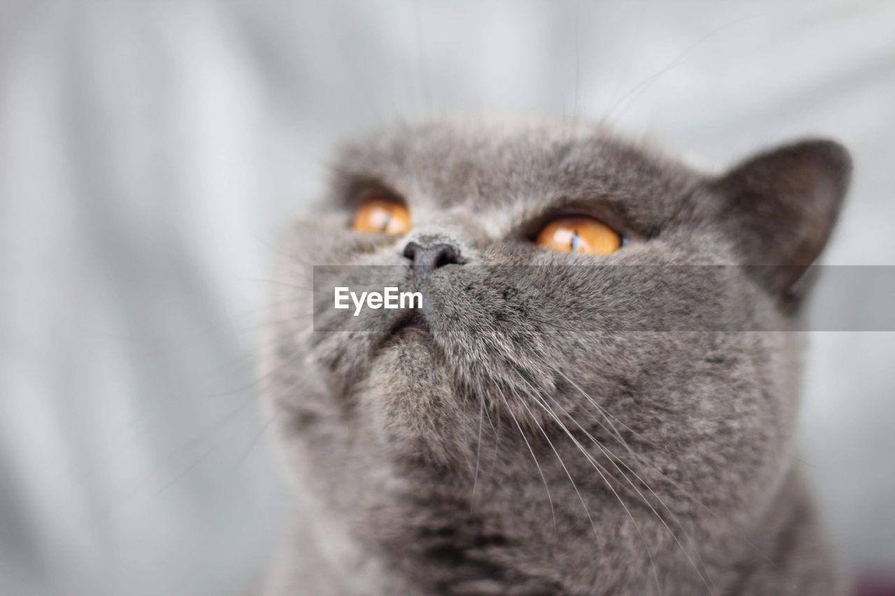 Close-up portrait of a cat