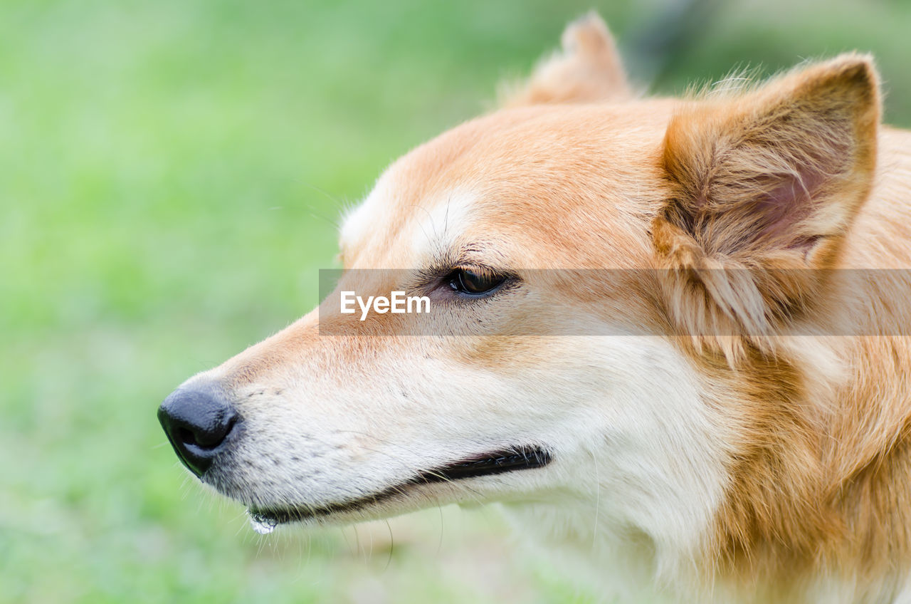 Close-up of dog outdoors