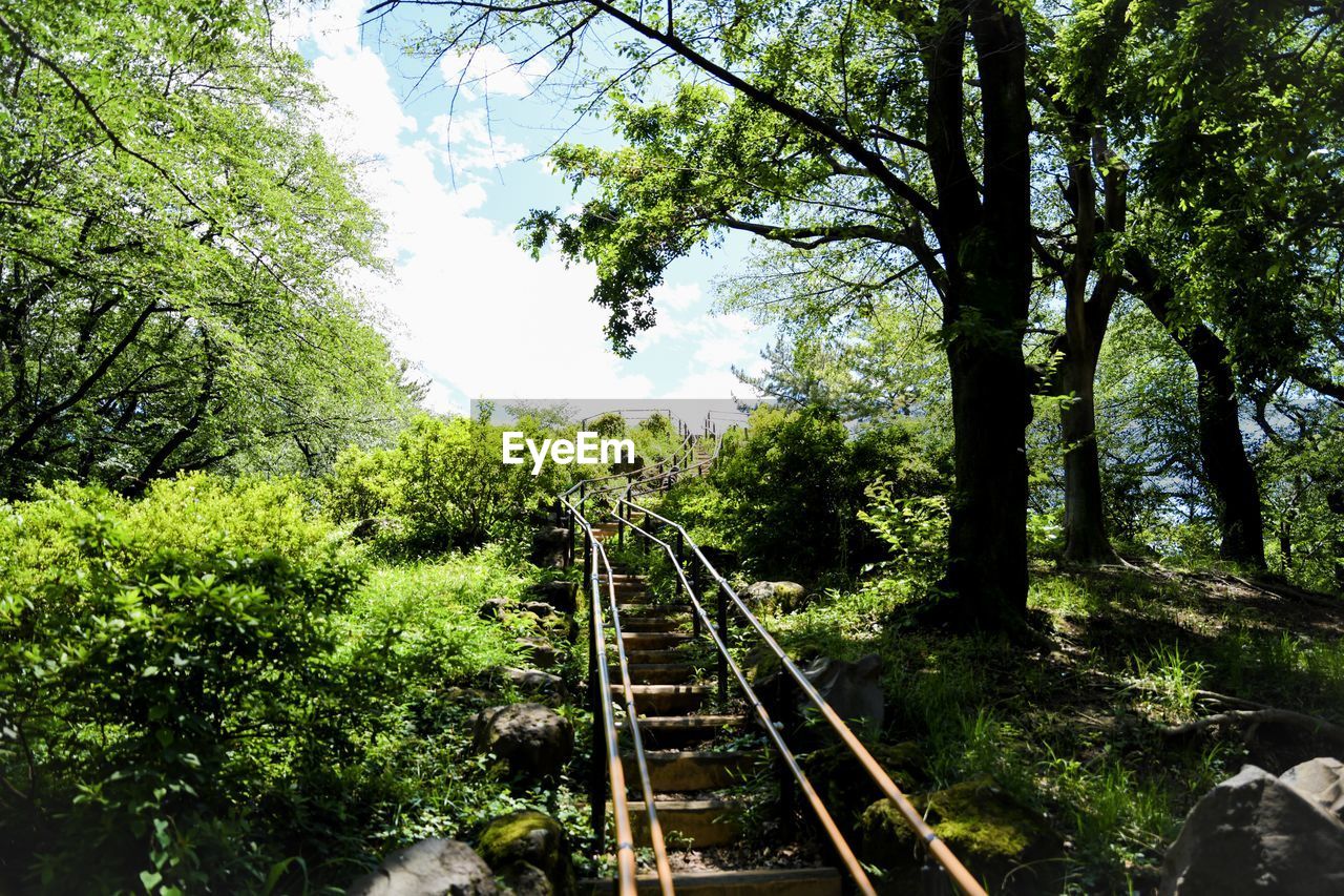 RAILROAD TRACK AMIDST TREES IN FOREST