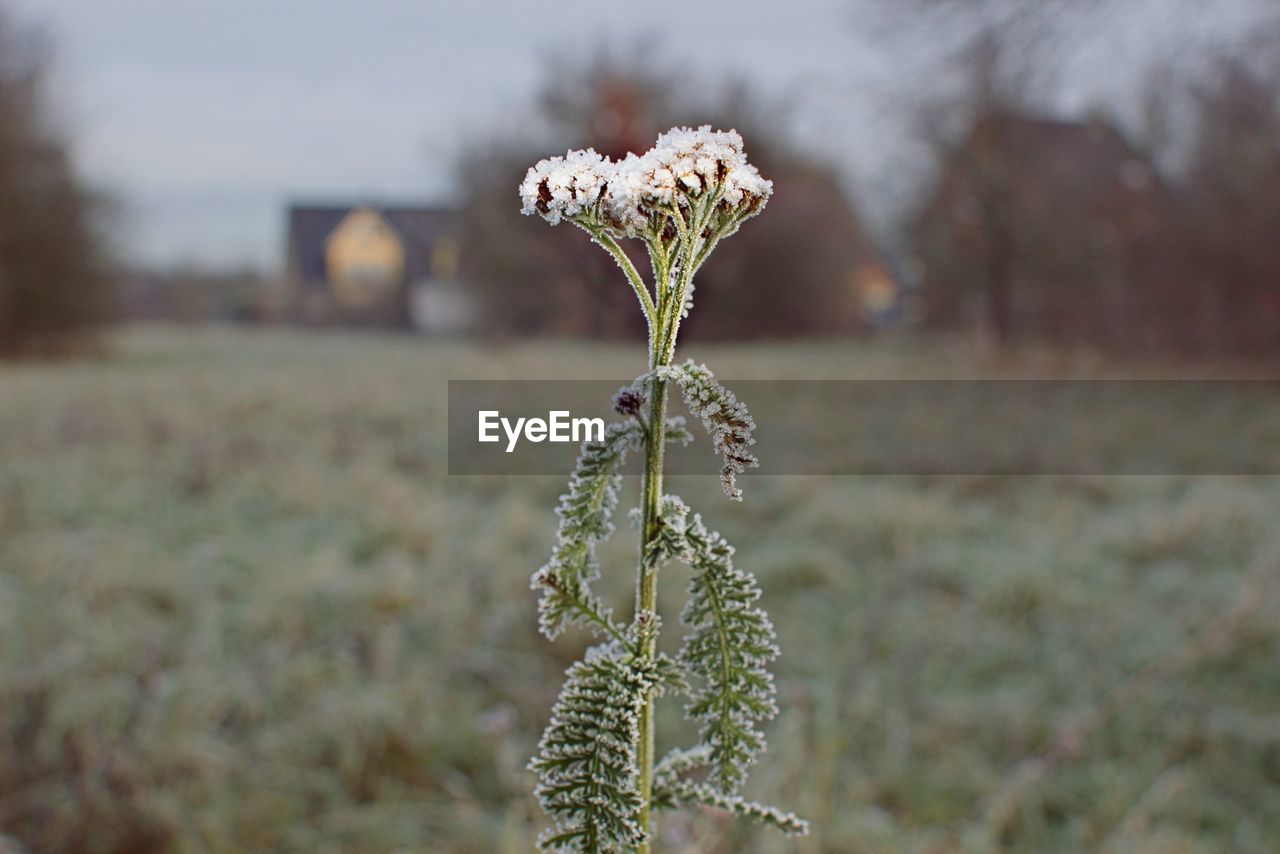 Close-up of plant growing on field