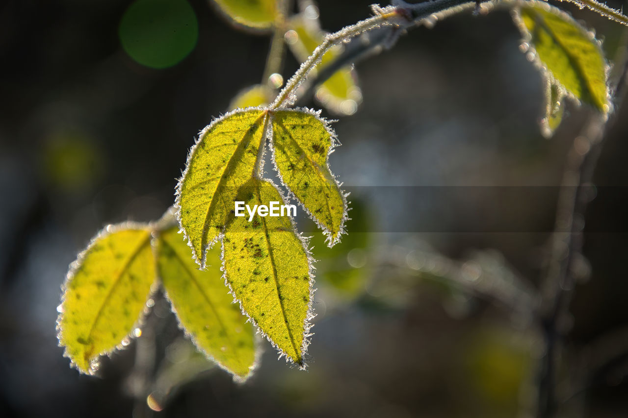 CLOSE-UP OF YELLOW LEAVES