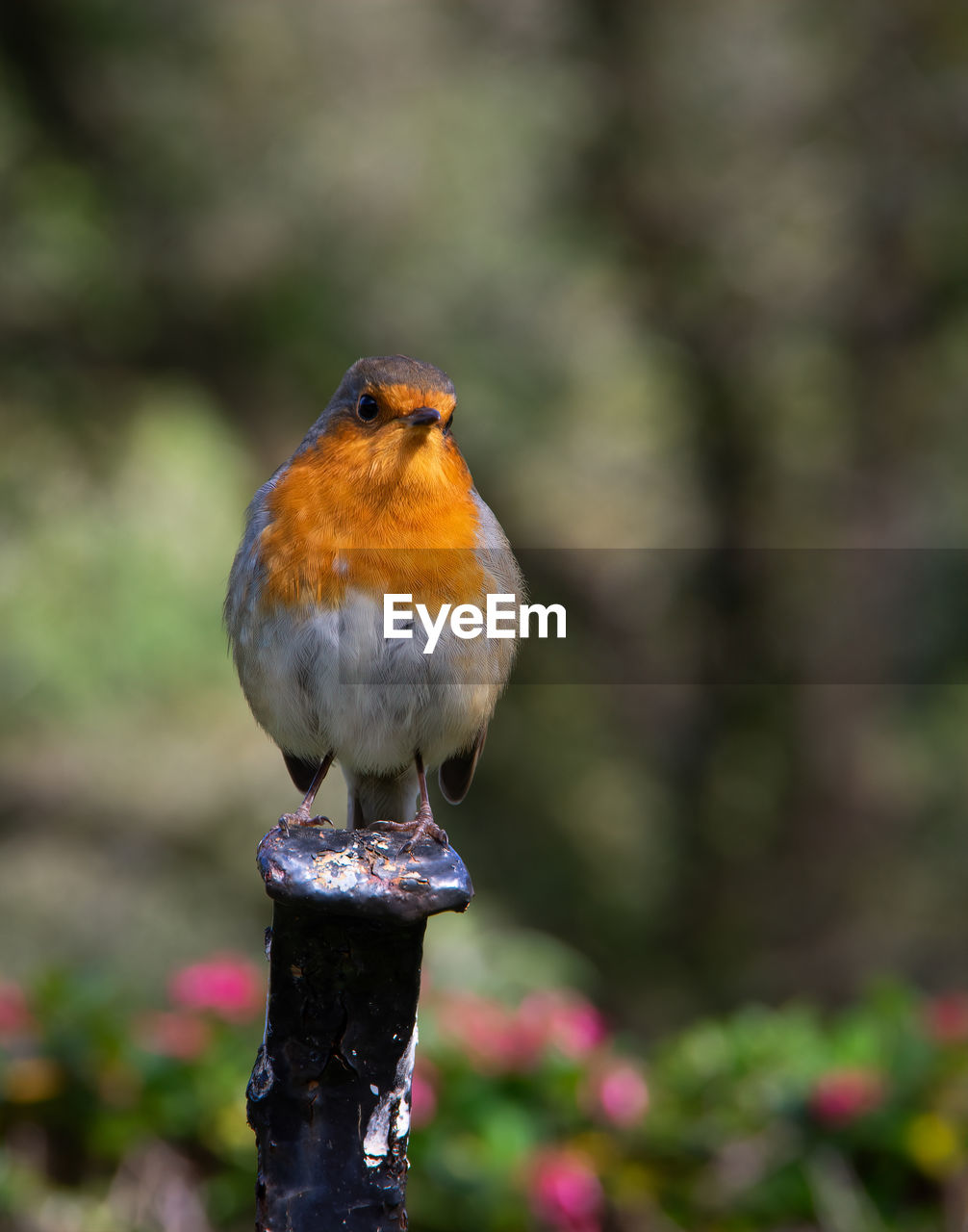 CLOSE-UP OF BIRD PERCHING ON POLE