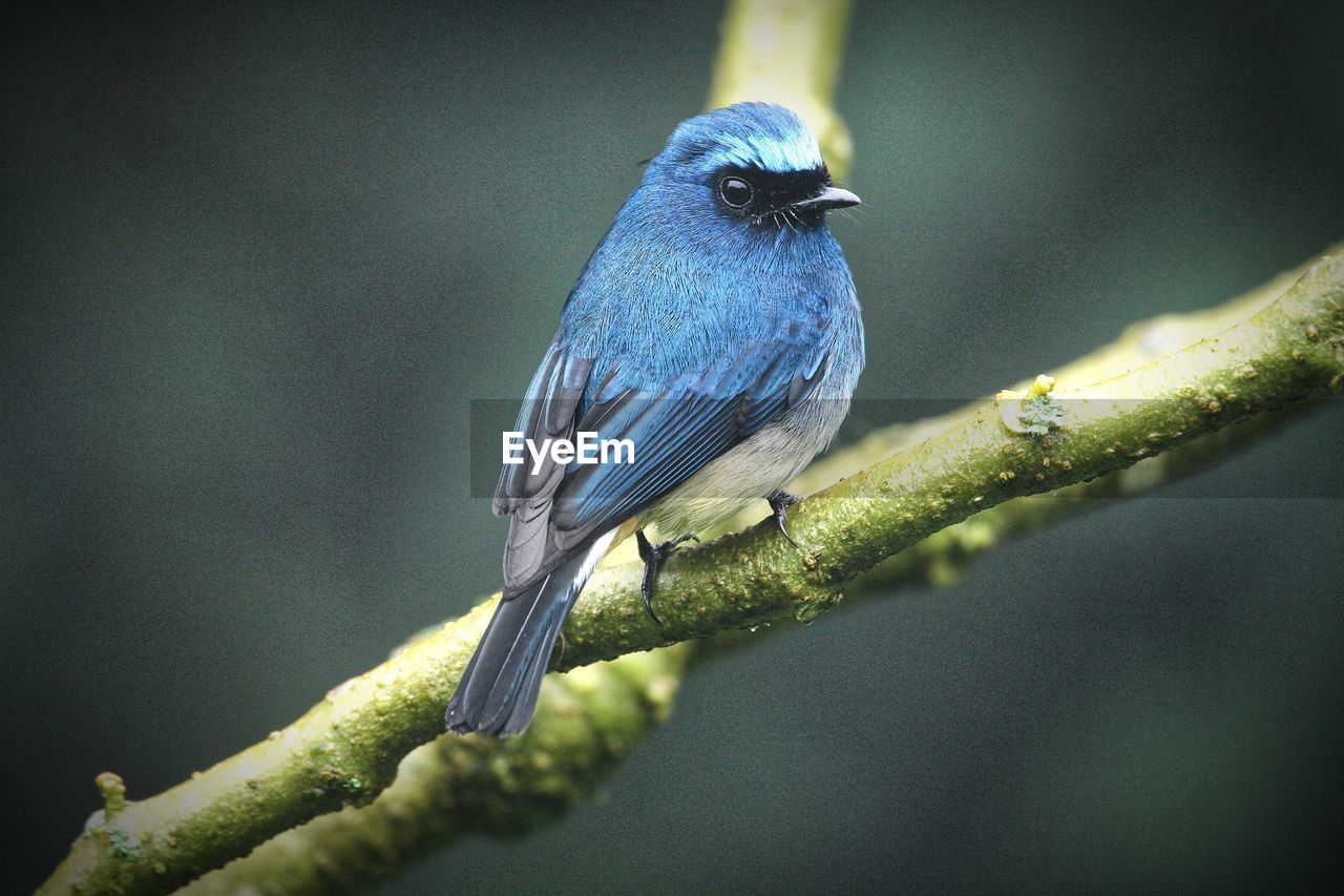 CLOSE-UP OF BIRD PERCHING ON BRANCH