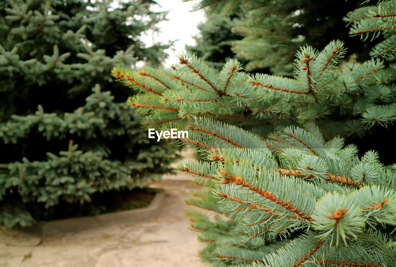 Closeup branches of green spruce tree in the mountainside garden