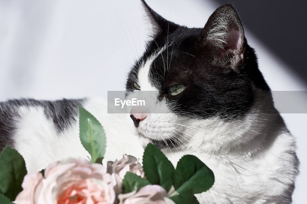 Arrogant funny black and white cat with pink flowers for celebtation design.