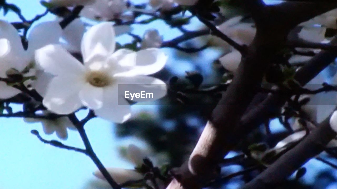 LOW ANGLE VIEW OF CHERRY BLOSSOMS AGAINST SKY