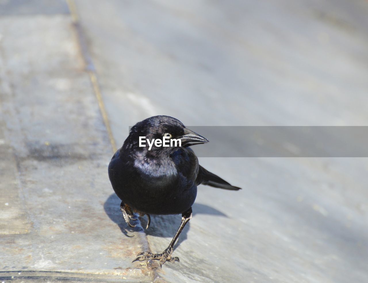 animal themes, animal, animal wildlife, bird, wildlife, one animal, beak, black, no people, day, nature, close-up, outdoors, full length, blackbird, raven, blue, songbird, perching, eating, focus on foreground