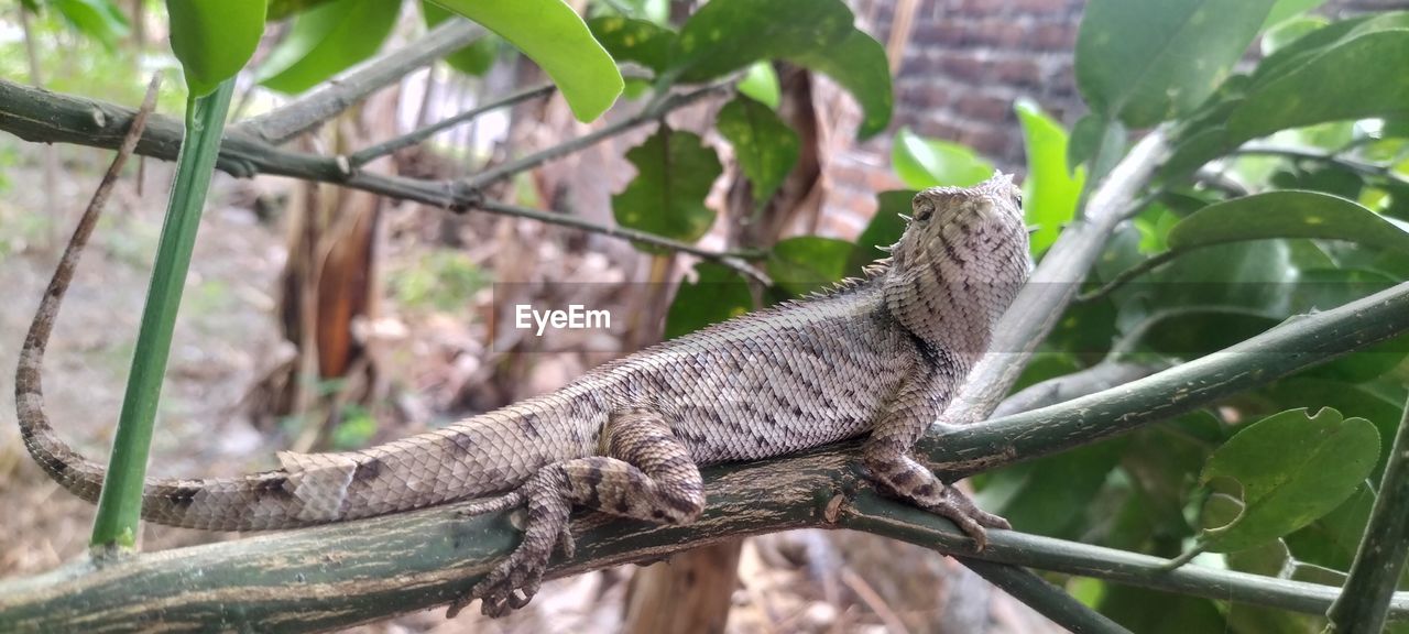 animal themes, animal, animal wildlife, reptile, wildlife, one animal, lizard, tree, iguana, plant, nature, branch, no people, leaf, plant part, iguania, jungle, outdoors, environment, travel destinations