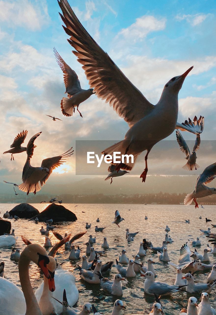 Seagulls flying over beach