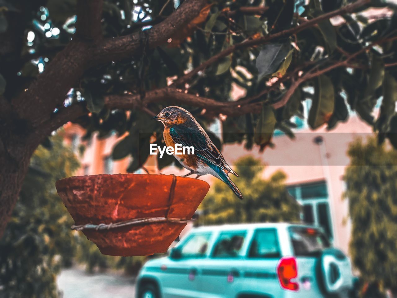 Low angle view of bird perching on tree