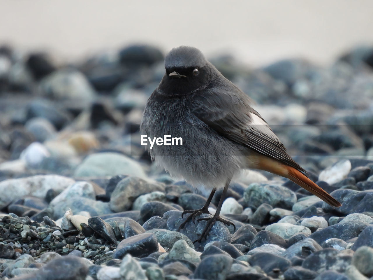 animal themes, animal, bird, animal wildlife, wildlife, one animal, nature, rock, beak, close-up, sparrow, no people, full length, selective focus, day, outdoors, focus on foreground, pebble, land, stone, gray