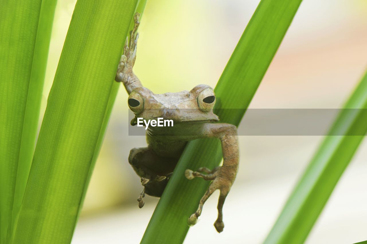 CLOSE-UP OF IGUANA ON PLANT