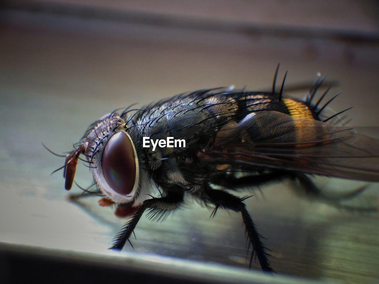 CLOSE-UP OF FLY ON A LEAF