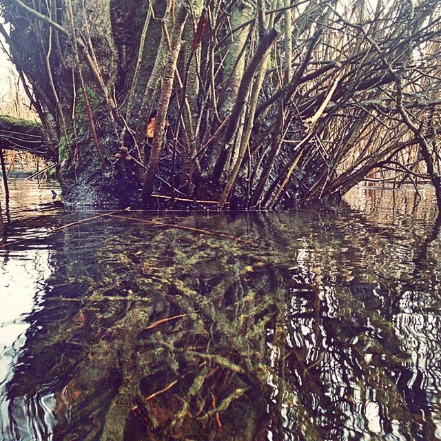 BARE TREES IN THE FOREST