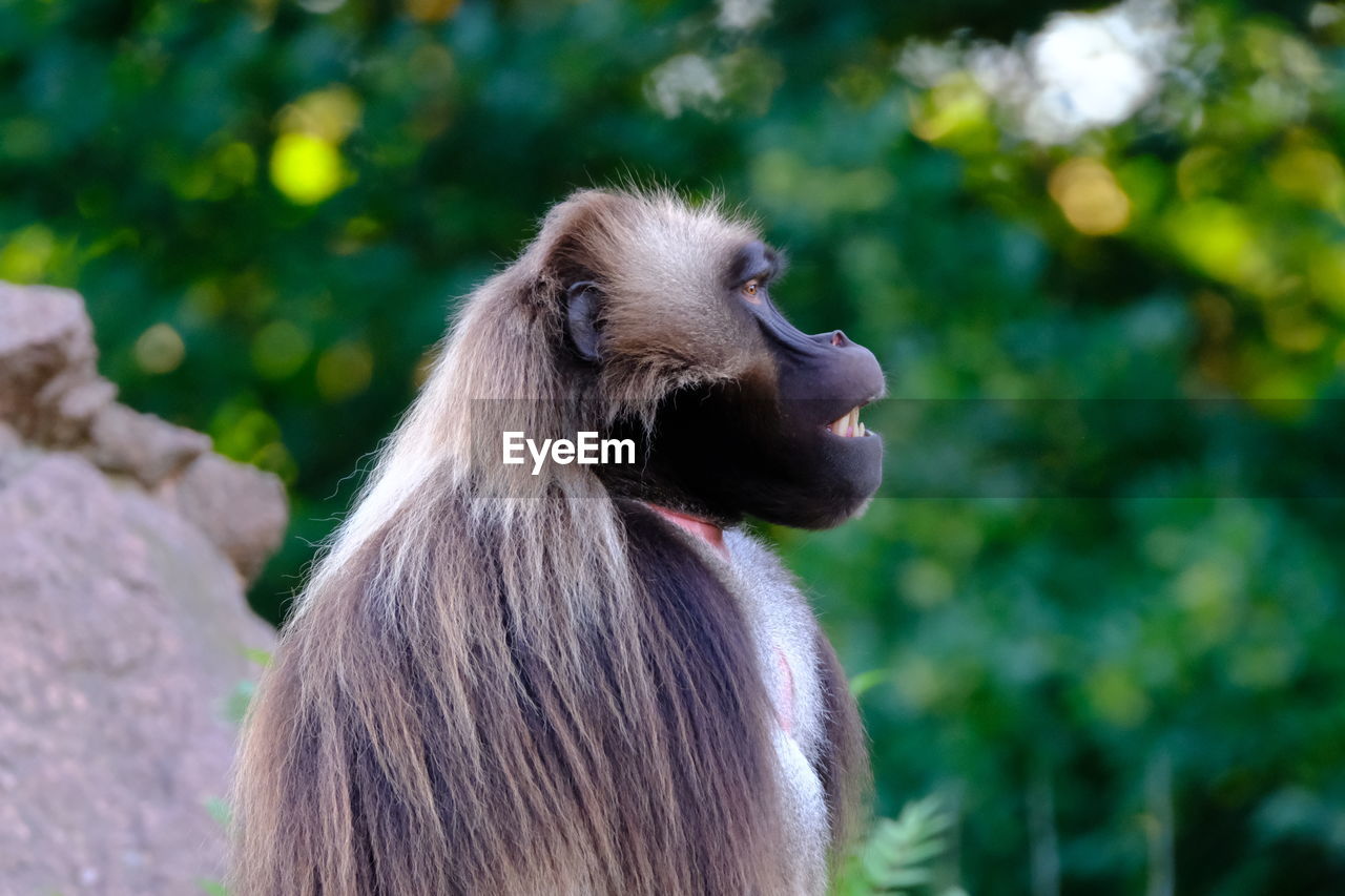 Male gelada at tierpark berlin