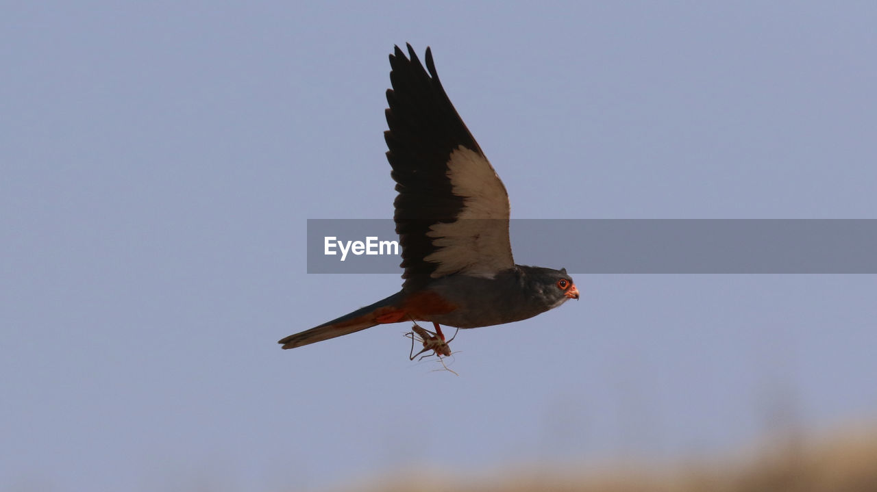 LOW ANGLE VIEW OF BIRD FLYING AGAINST SKY