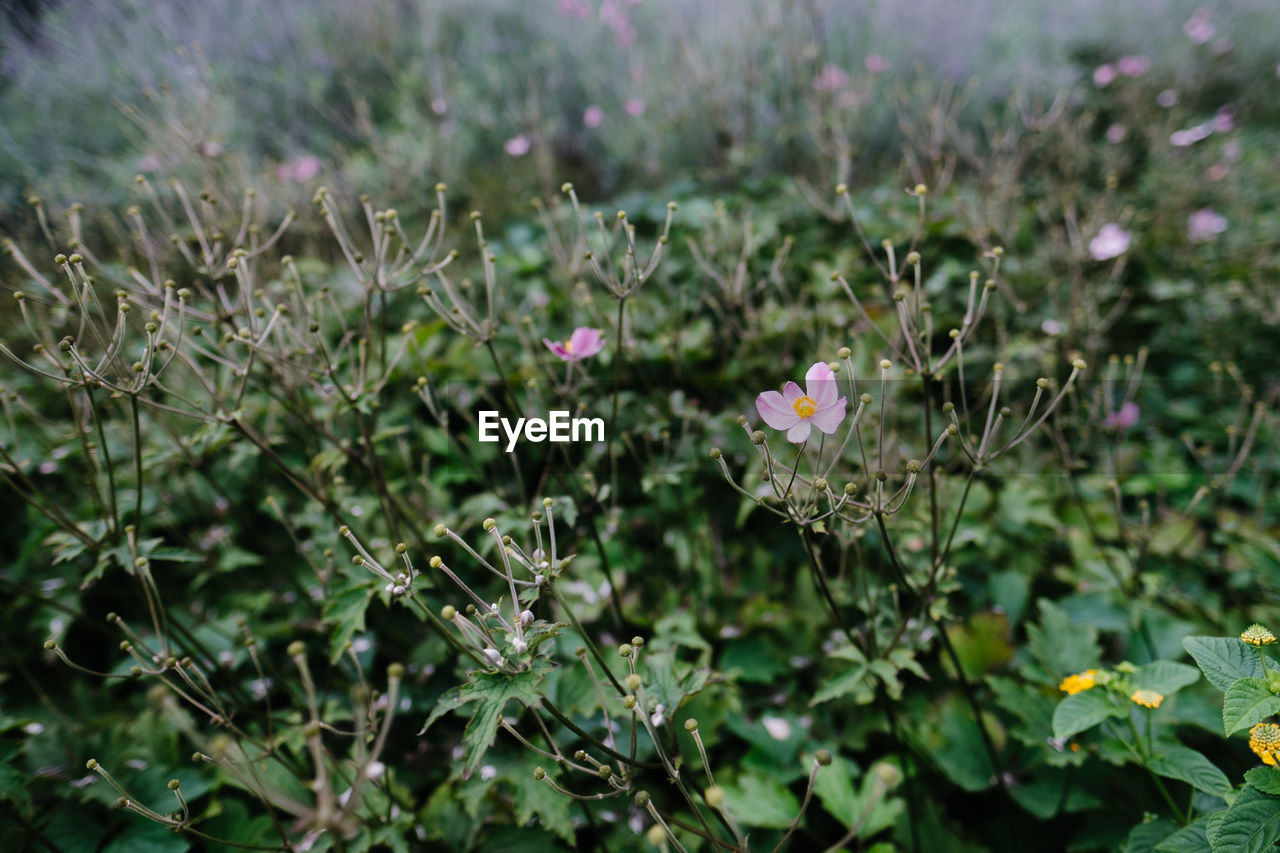 CLOSE-UP OF FLOWERING PLANT