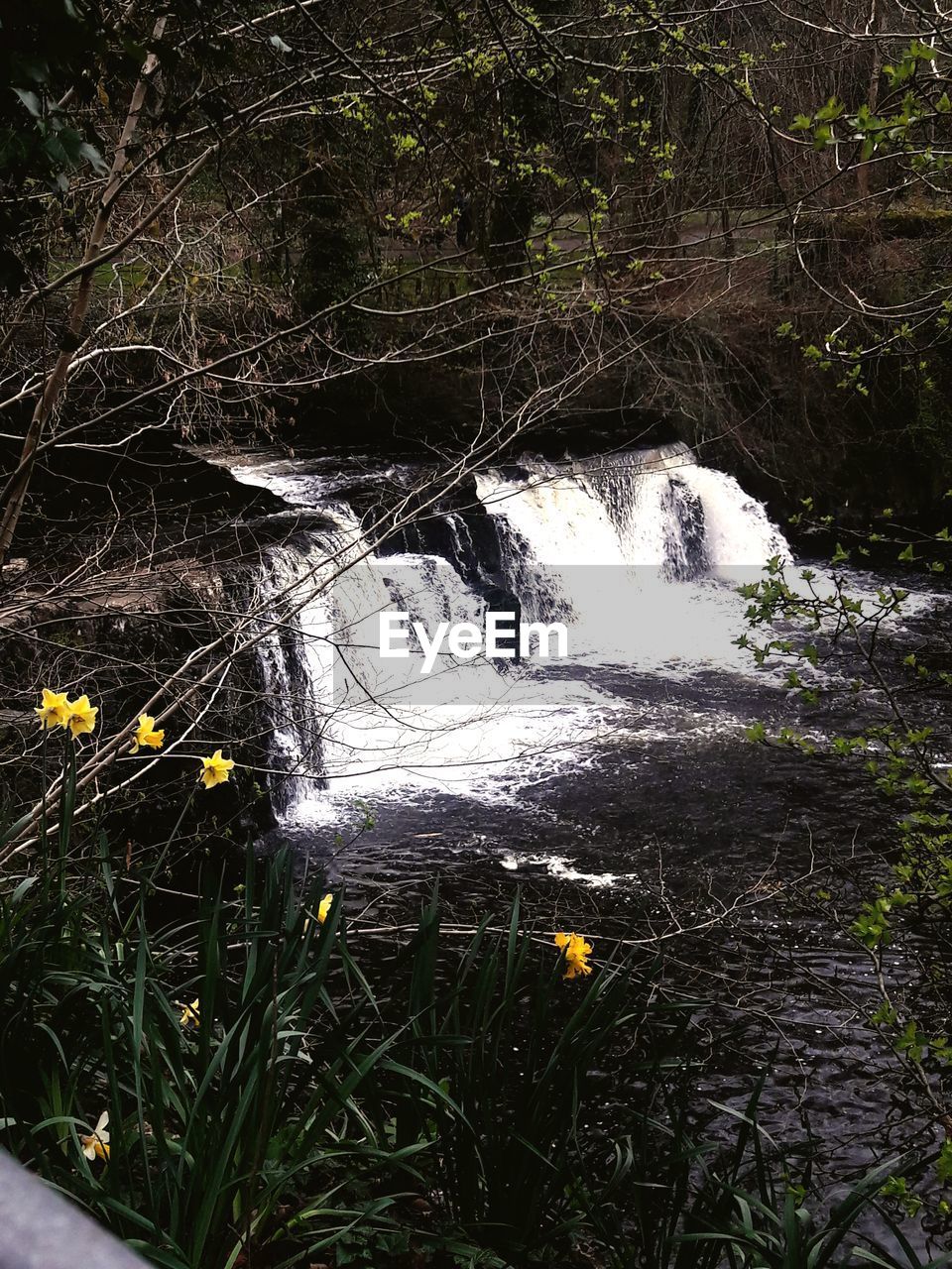 PLANTS BY RIVER IN FOREST