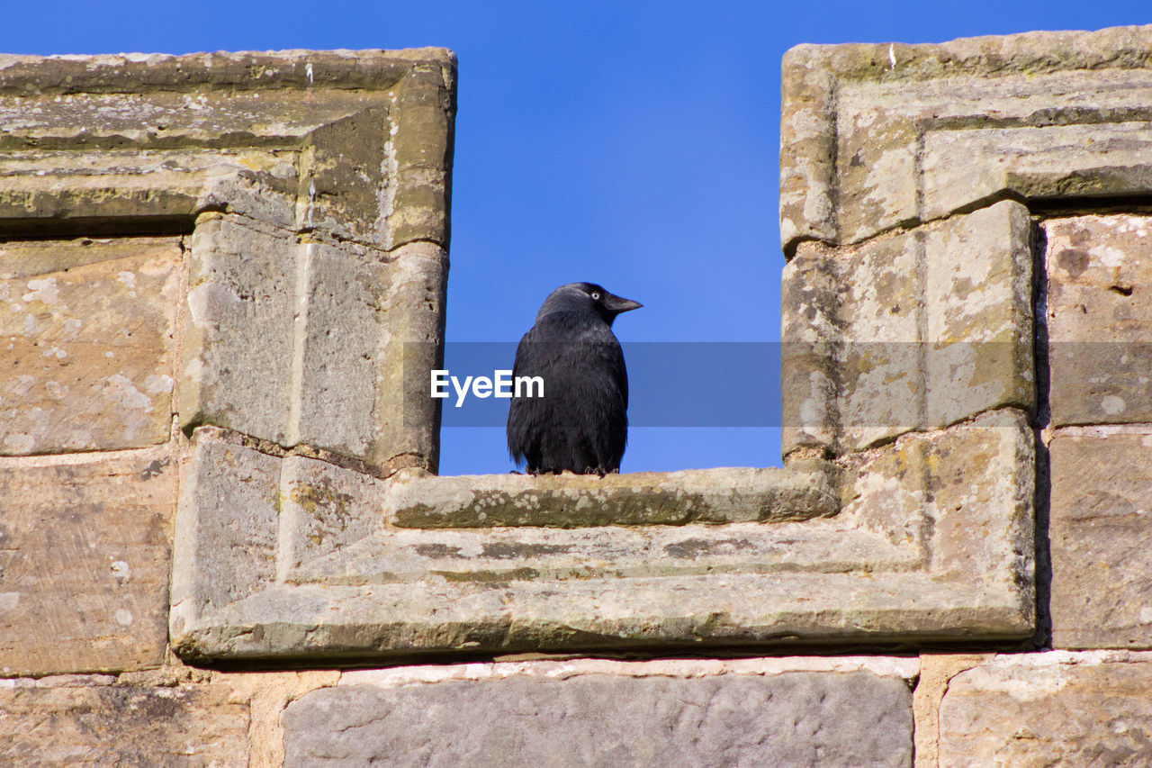 Low angle view of bird perching on retaining wall against clear sky