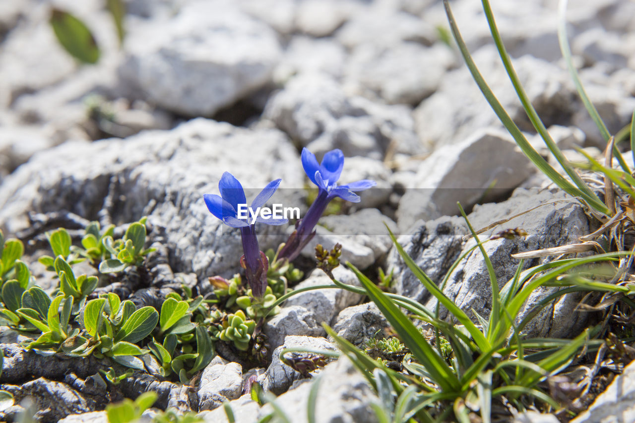 Close-up of purple crocus flowers on field