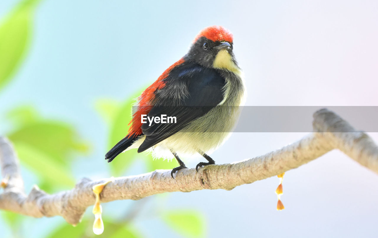 CLOSE-UP OF BIRD PERCHING ON A BRANCH