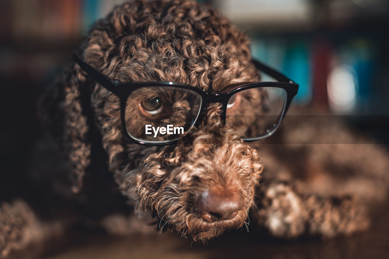 Cute dog wearing reading glasses