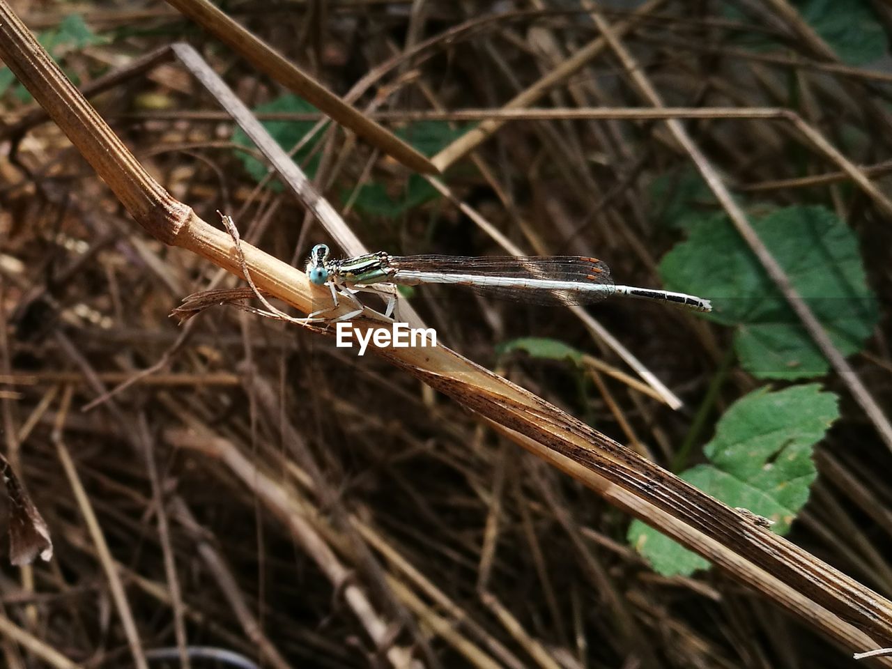 CLOSE-UP OF INSECT ON BLADE OF GRASS