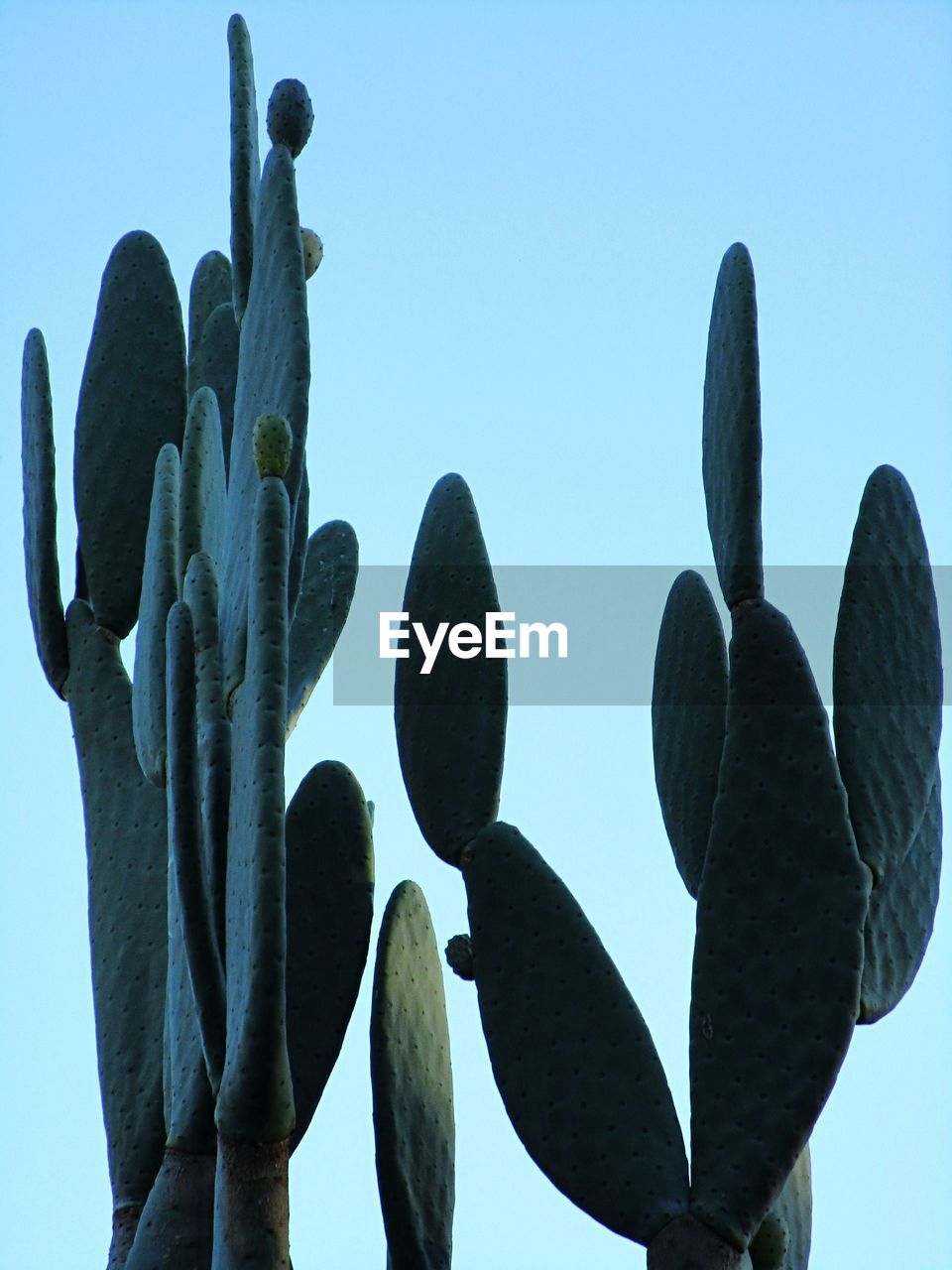 LOW ANGLE VIEW OF SUCCULENT PLANTS AGAINST SKY