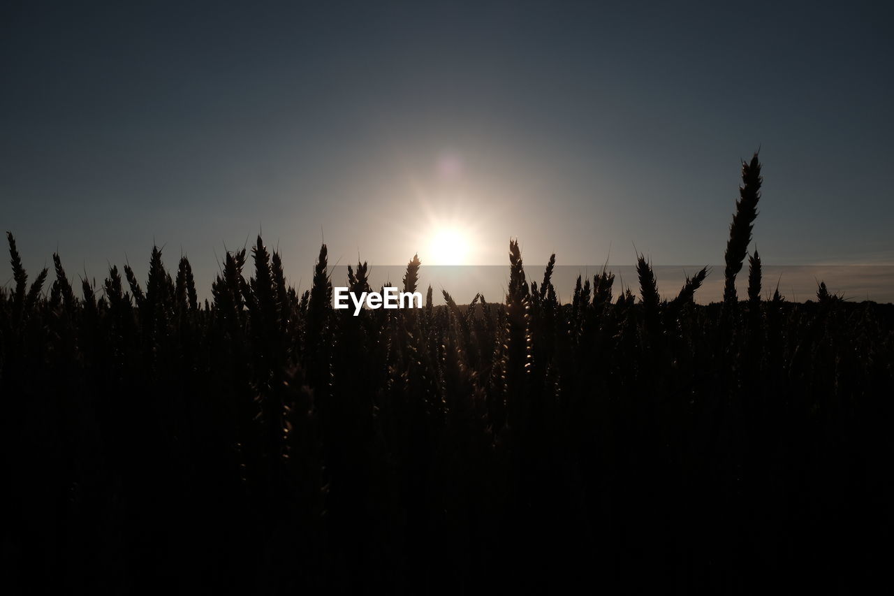 SILHOUETTE PLANTS AGAINST SKY AT SUNSET