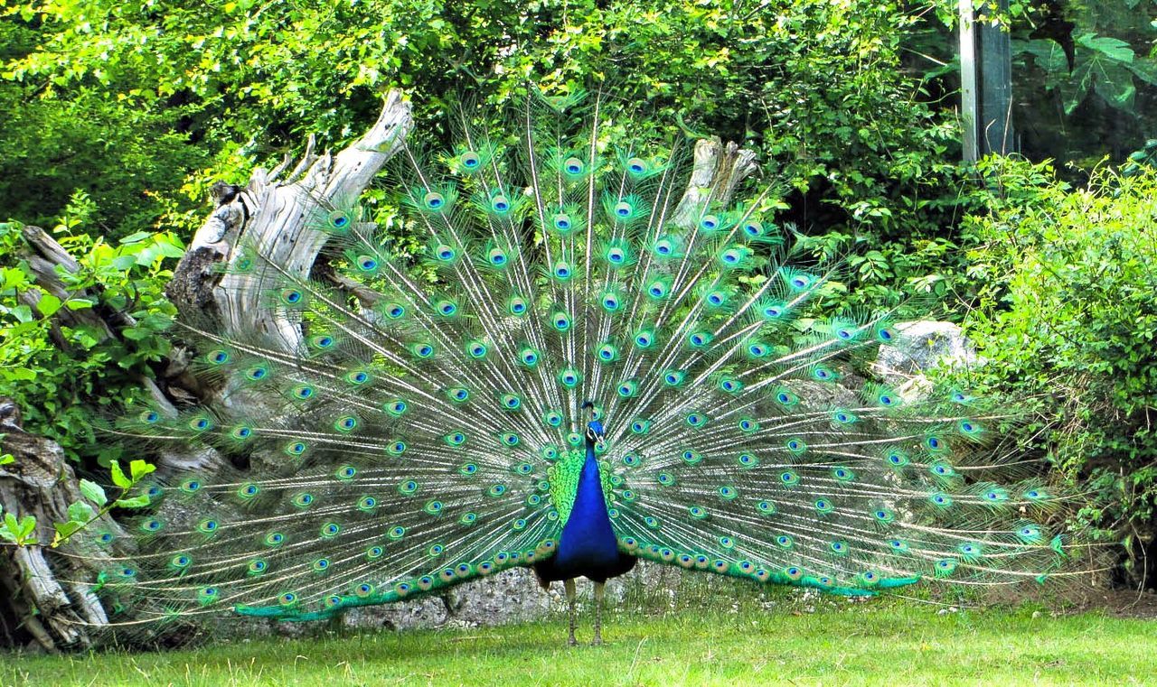 Close-up of peacock