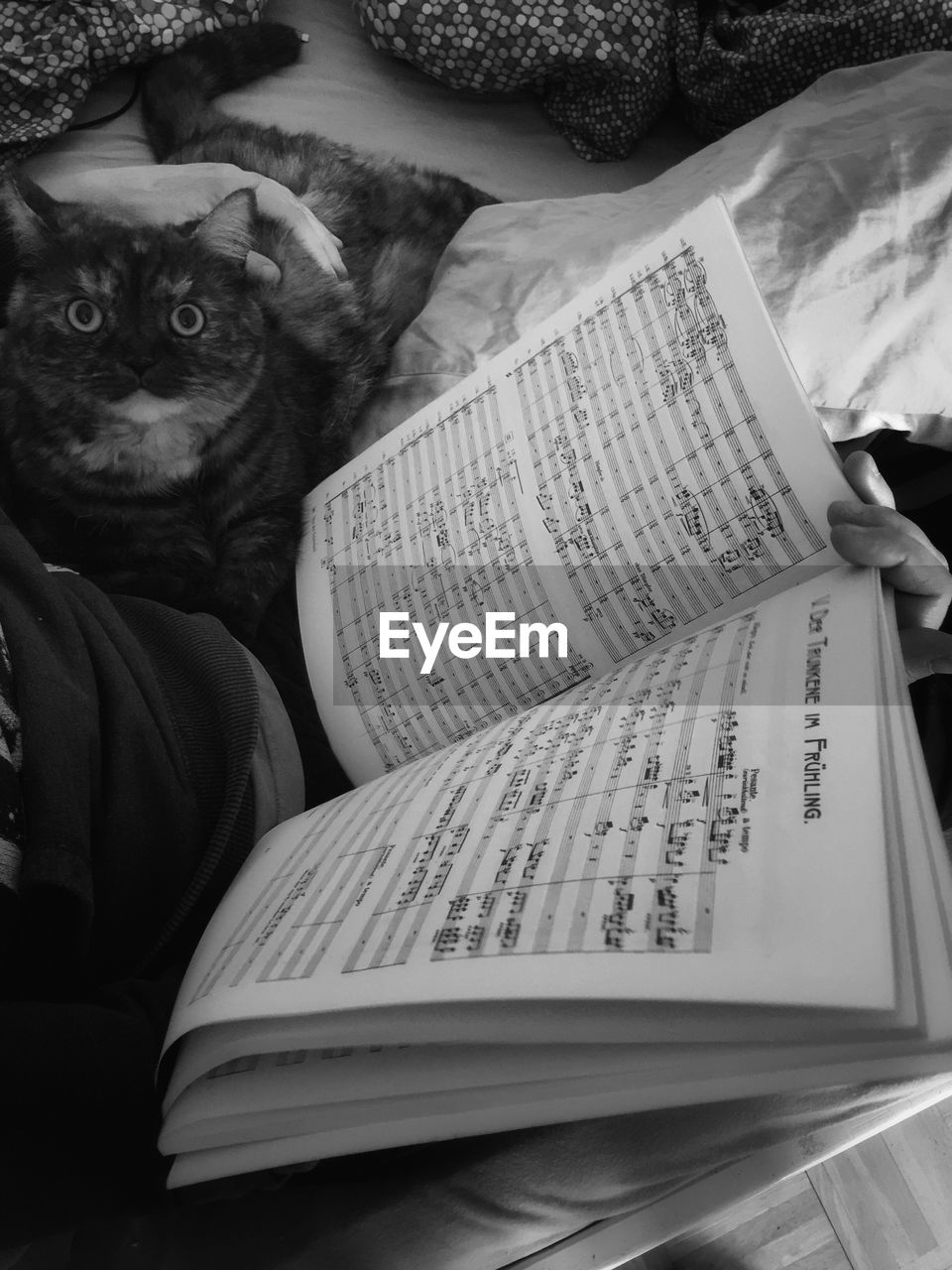 PORTRAIT OF CAT BY BOOK ON BED