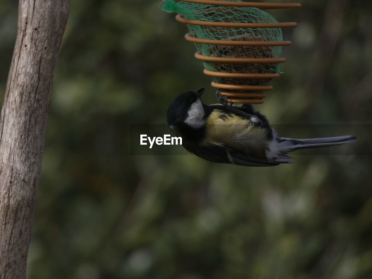 animal themes, animal, animal wildlife, bird, wildlife, one animal, tree, focus on foreground, bird feeder, nature, no people, branch, flying, outdoors, tree trunk, day, plant, trunk