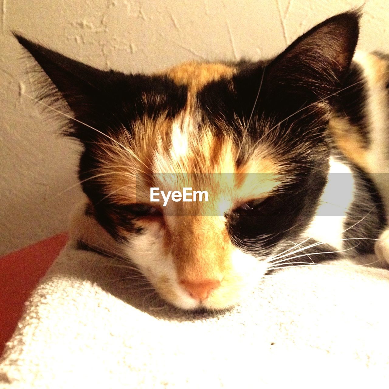 CLOSE-UP PORTRAIT OF CAT ON FLOOR