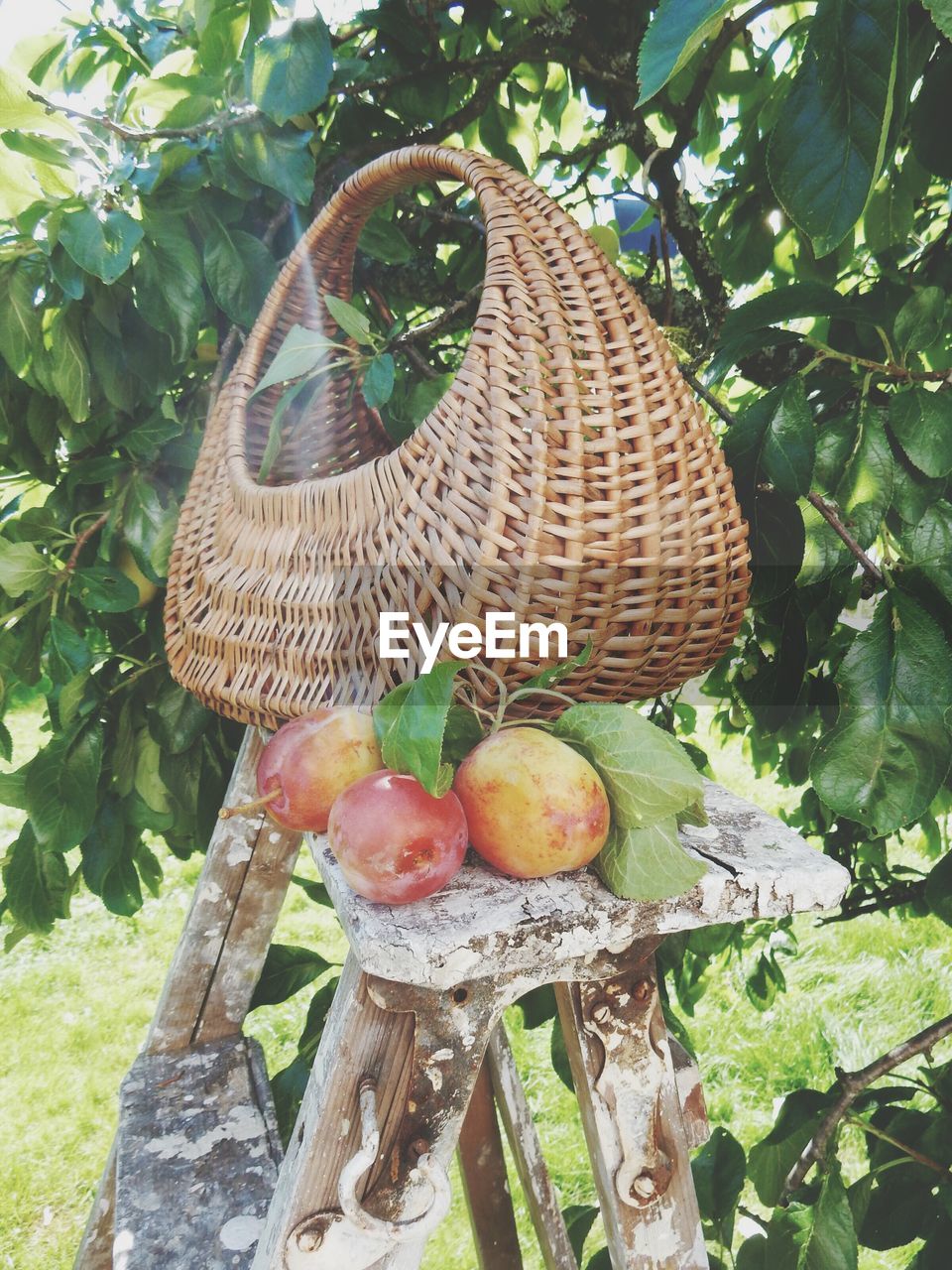 Wicker container and plums on table against tree