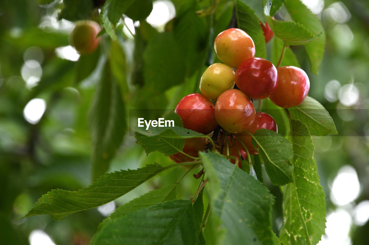 CLOSE-UP OF RED BERRIES GROWING ON TREE