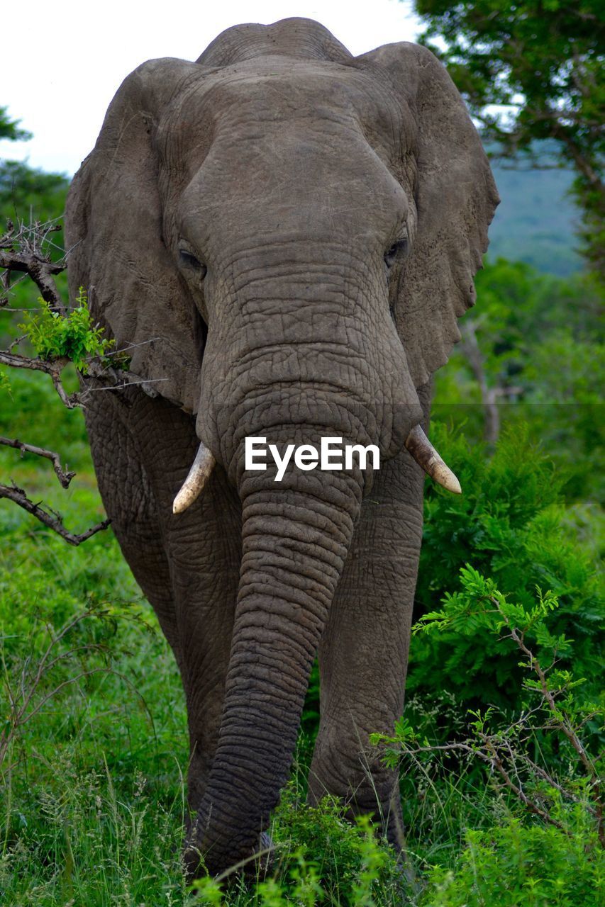 Front view of elephant in grass