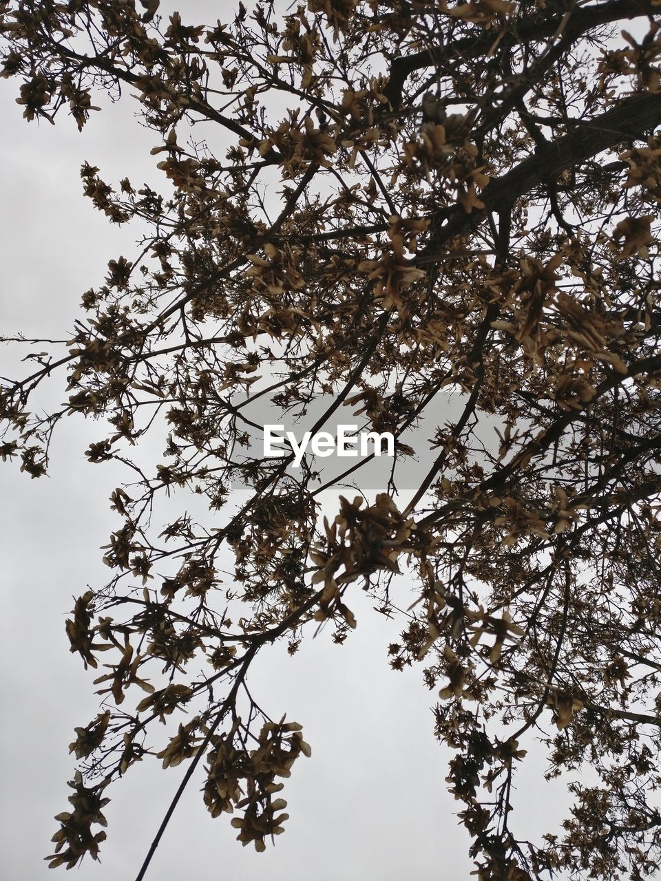 LOW ANGLE VIEW OF FLOWER TREE AGAINST SKY