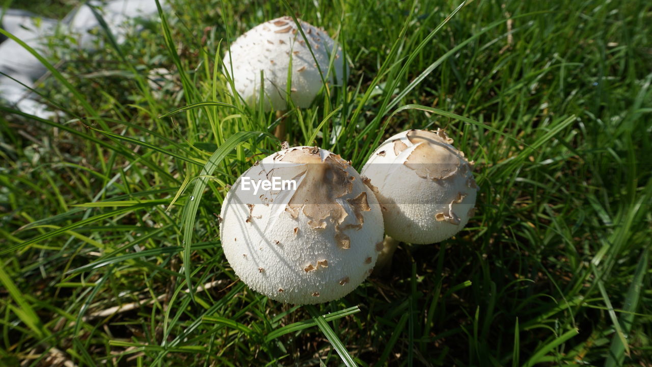 High angle view of mushroom growing on field