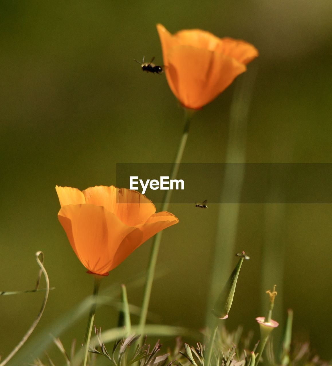 CLOSE-UP OF ORANGE FLOWER ON PLANT