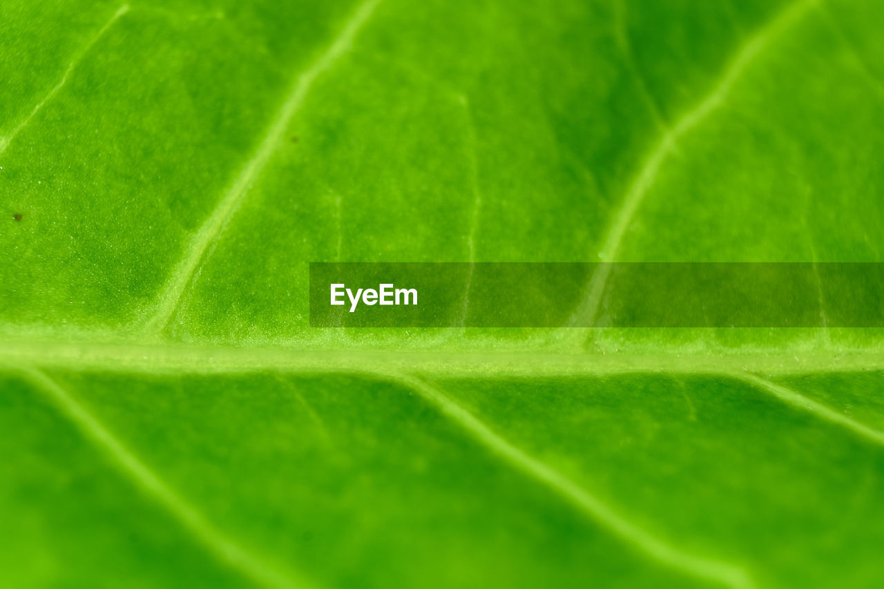 FULL FRAME SHOT OF FRESH GREEN LEAVES