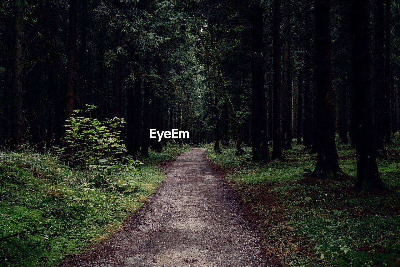 Footpath amidst trees in forest