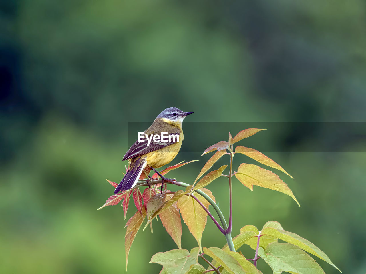 animal themes, animal, animal wildlife, nature, bird, wildlife, one animal, perching, green, beauty in nature, multi colored, focus on foreground, plant, flower, plant part, leaf, beak, branch, environment, macro photography, songbird, no people, tree, yellow, outdoors, close-up, full length, forest, side view, insect, green background, tropical bird, rainforest, animal body part, day