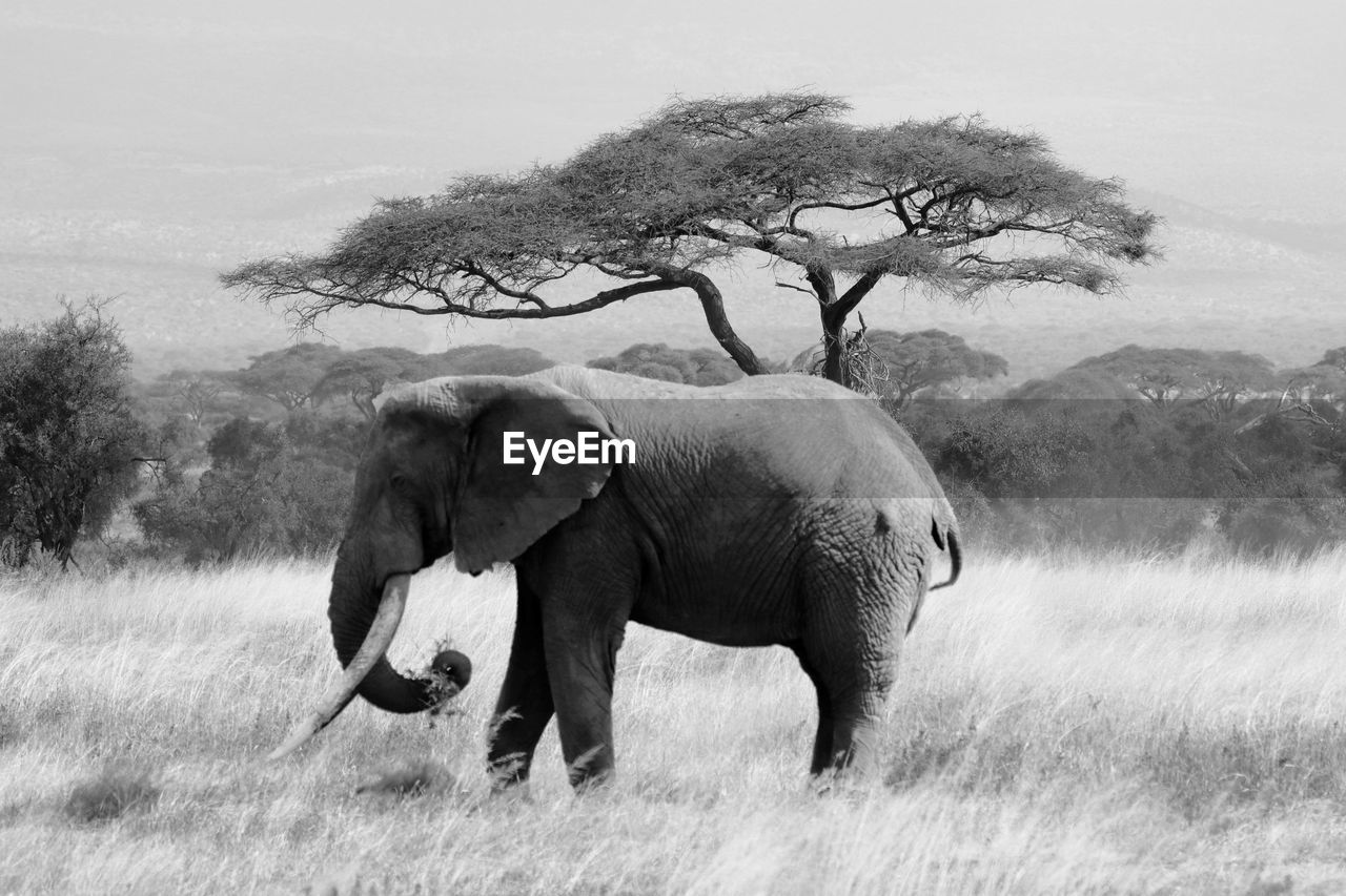 View of elephant on field with an acacia on background