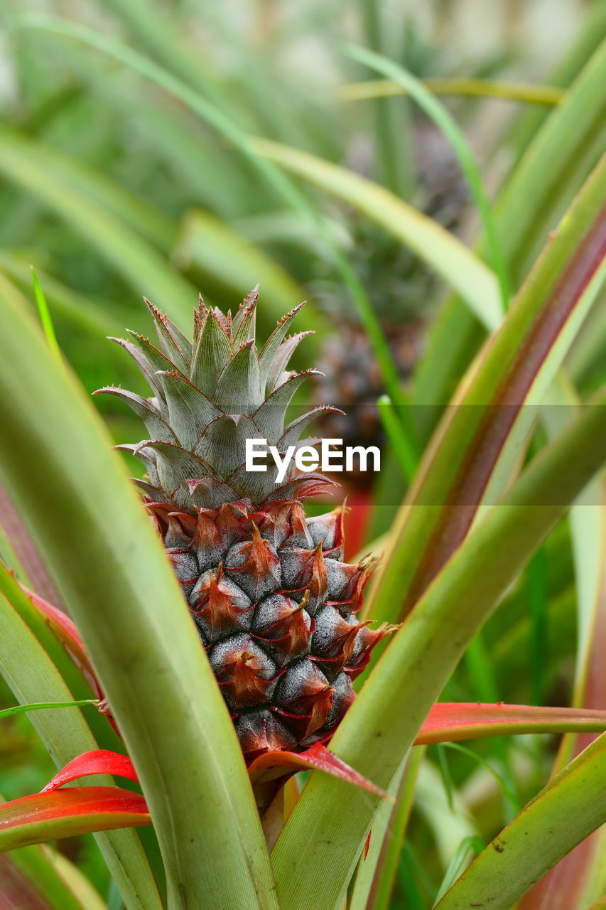 Close-up of pineapple on plant