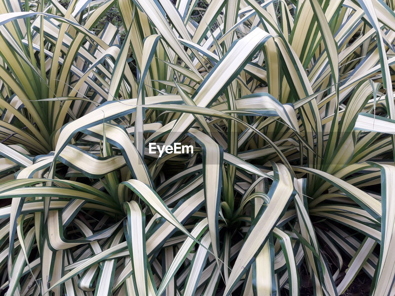 FULL FRAME SHOT OF PLANTS GROWING IN METAL