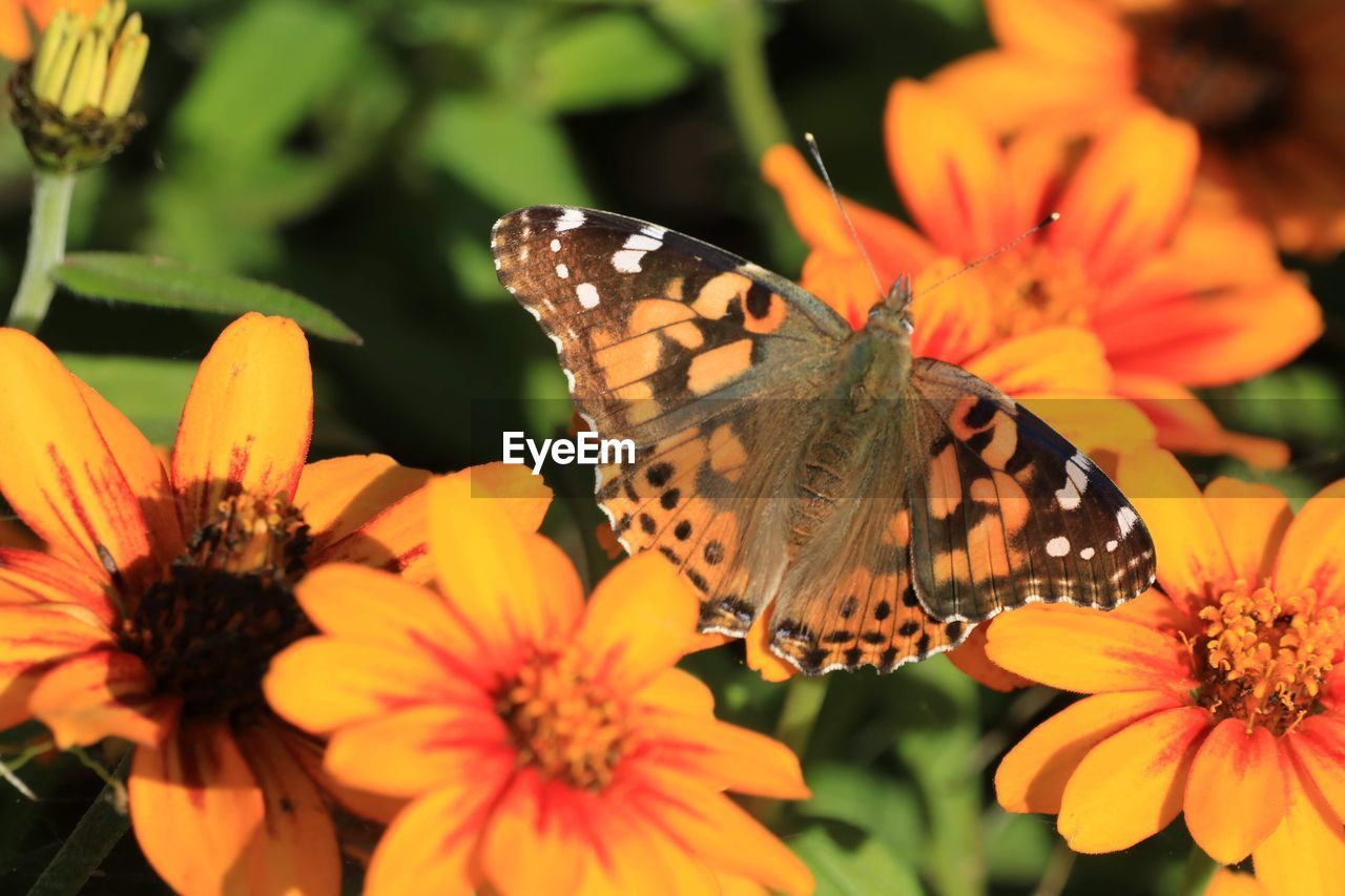 CLOSE-UP OF BUTTERFLY ON ORANGE FLOWER