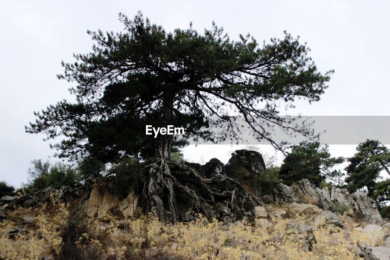 LOW ANGLE VIEW OF TREES AGAINST SKY