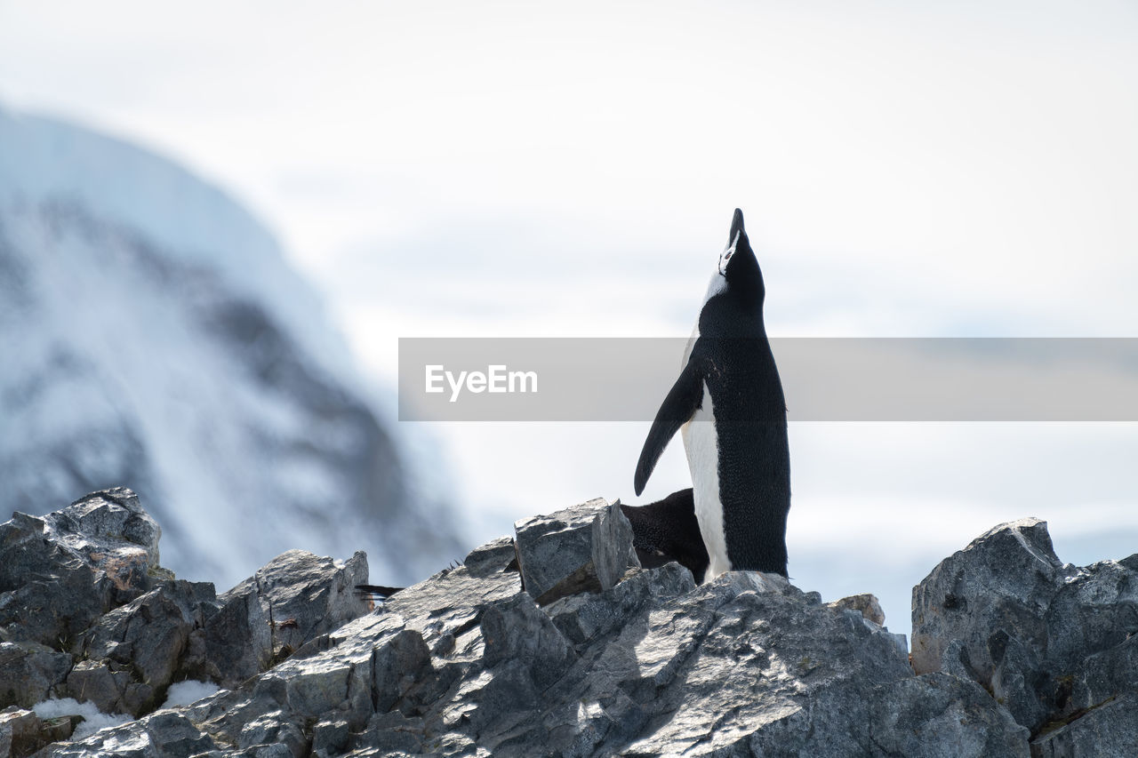 Chinstrap penguin stands on ridge looking up